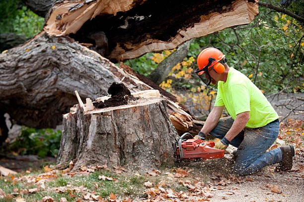 Best Dead Tree Removal  in Sunray, TX